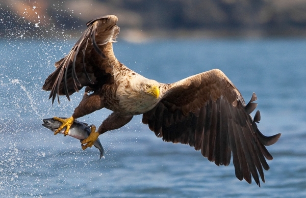hunter-eagle