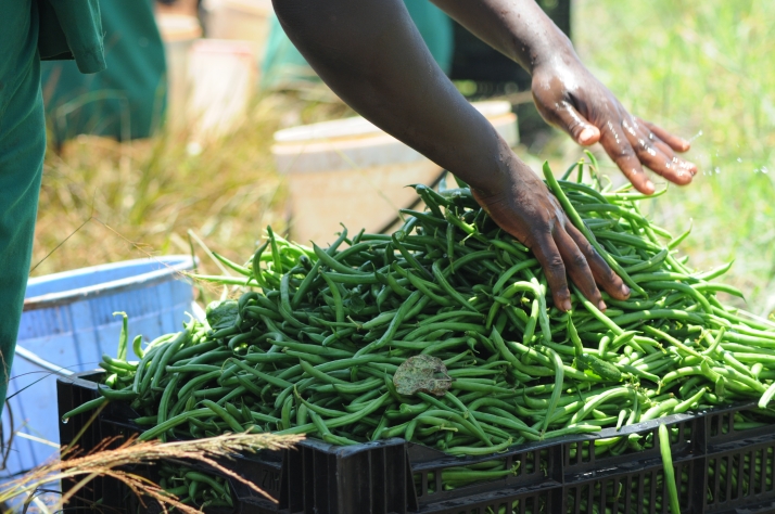 Thika:Fresh Produce Exporters Association of Kenya Horticulture Training Centre
